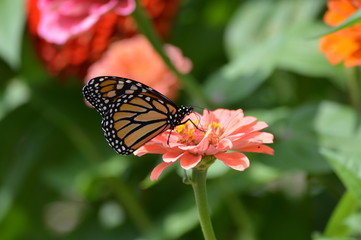 Monarch butterfly on a flower