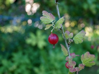 Cultivated Eurasian gooseberry 