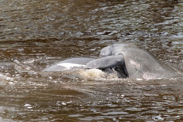 Two Manatee's playing in a Florida stream