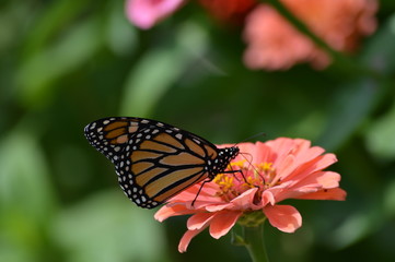 Monarch butterfly on a flower