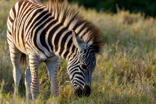 Fototapeta Baby Zebra with spiky hair, eating grass