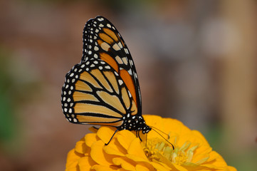 Fototapeta na wymiar Monarch butterfly on a flower