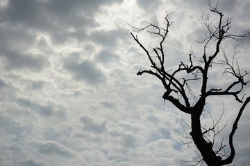 Toter Baum