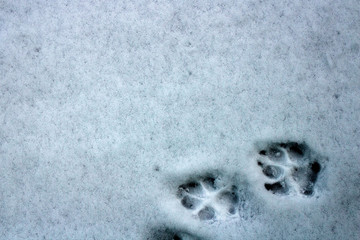 outgoing tracks of the dog on the first snow