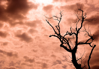 Toter Baum roter Himmel