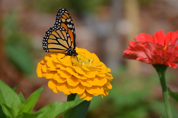 Monarch butterfly on a flower