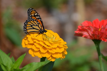 Monarch butterfly on a flower