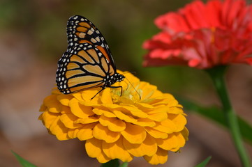 Monarch butterfly on a flower