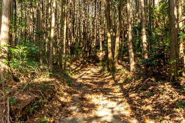 Natural trail of a cedar forest in Fuji City, Japan. Sunny winter afternoon with beautiful sunbeams among the trees.