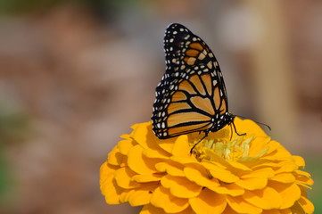 Monarch butterfly on a flower