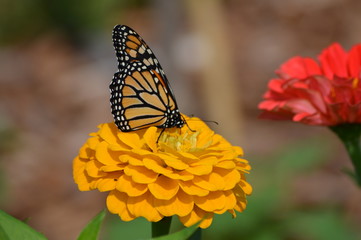 Monarch butterfly on a flower