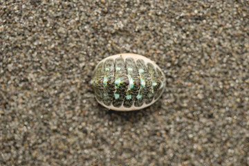 shell in the sand