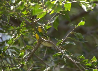 Northern Parula Warbler