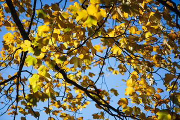Autumn Leaves
