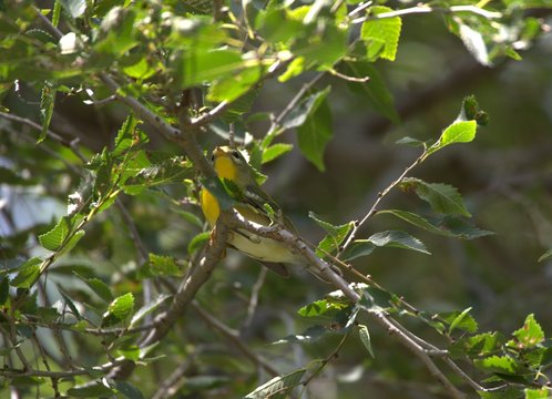 Northern Parula Warbler