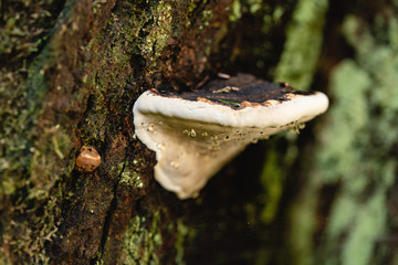 fungus 