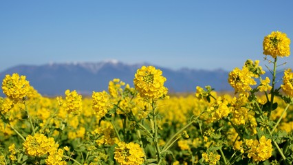 雪の比良山バックに満開の菜の花