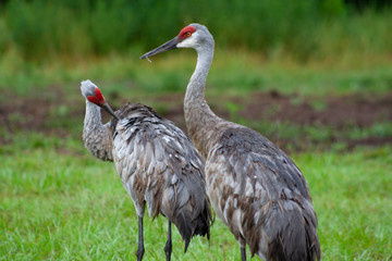 Sandhill Crane