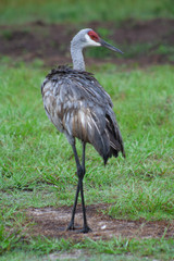 Sandhill Crane