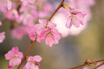 cherry blossom 