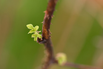 raspberry leaf buds