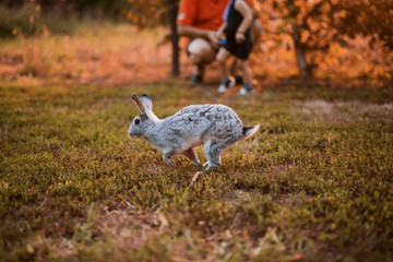 Close up of a white rabbit running thru the garden.