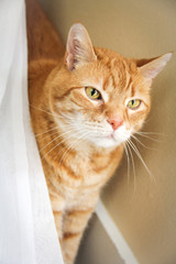 Tabby Cat peeking through curtain