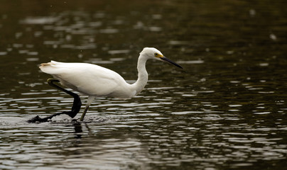 Snowy egret looking for food