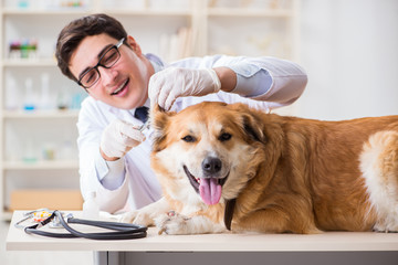 Doctor examining golden retriever dog in vet clinic