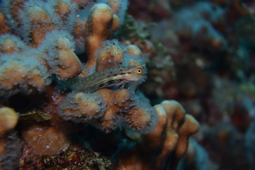 奄美大島2014 カエルウオ２