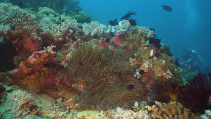 Fototapeta na wymiar Fish and coral reef at diving. Wonderful and beautiful underwater world with corals and tropical fish. Hard and soft corals. Philippines, Mindoro. Diving and snorkeling in the tropical sea.