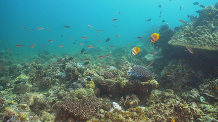 Obraz na płótnie Canvas Fish and coral reef at diving. Wonderful and beautiful underwater world with corals and tropical fish. Hard and soft corals. Philippines, Mindoro. Diving and snorkeling in the tropical sea.