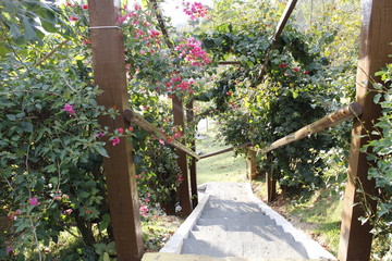 tree in garden