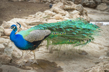 Obraz premium Beautiful photograph of a peacock in the park
