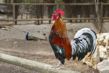 Photograph of a rooster singing on a wooden fence