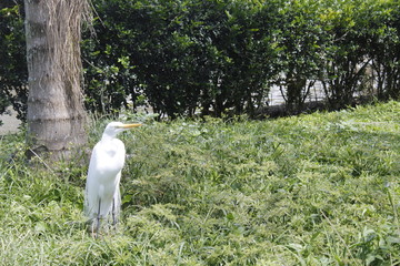 heron