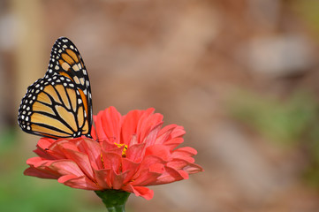 Monarch butterfly in the garden