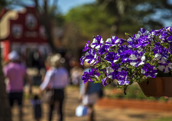 petunia flower plant foliage