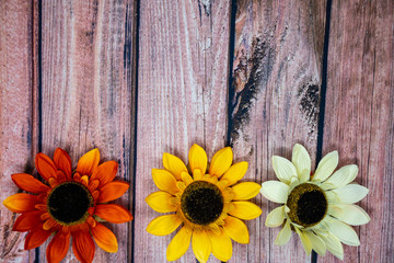 Batch of colorful fall sunflowers on a wooden background. Extra copy space for your text. Orange, yellow and white autumn flowers
