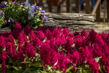 Celosia flower plant foliage cultive
