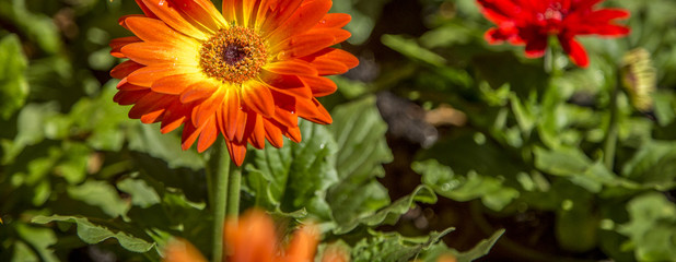 Gerbera flower plant color