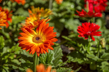 Gerbera flower plant color