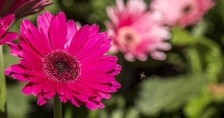 Gerbera flower plant color