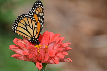 Fototapeta premium Monarch butterfly in the garden