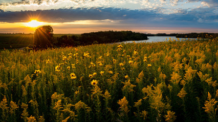 sunset over a field of wildflowers - obrazy, fototapety, plakaty