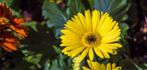 Gerbera flower plant color