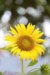 Obraz premium Close up of sunflower
