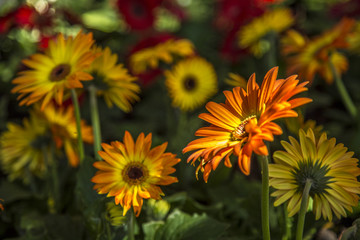 Gerbera flower plant color