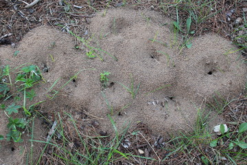 multiple ant hills