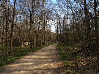 Obraz premium Forest Trail